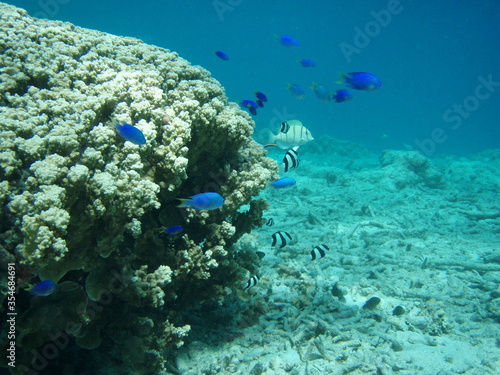 Schooling Damselfish next to a large coral head in guam