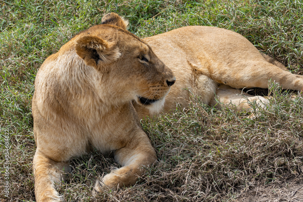 Naklejka premium Female Lion at the lying beside a Road at the Ngorongoro Conservation Centre, close up