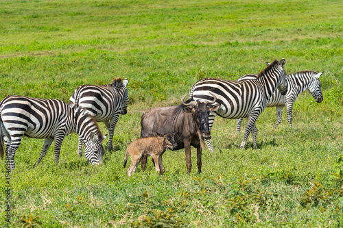 Wildebeests or Gnu with just born Calf and Zebra on a green Meadow in the Ngorongoro Conservation Centre, Crater, Tanzania