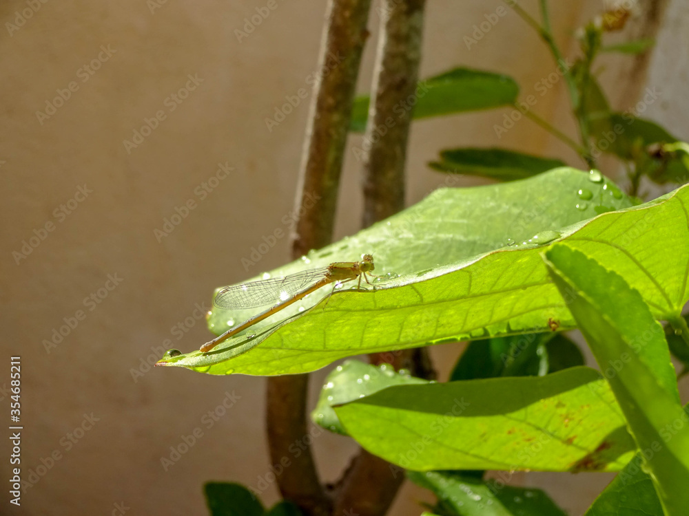small insect coromandel marsh dart sitting on the green leaf