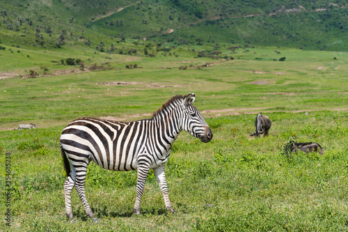 Zebra walking on green Meadow  Background the Ngorongoro Crater with the green Meadow 