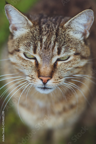 Cute beautiful cat on the green grass. © Alexander