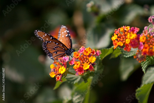 butterfly and flowers © ben