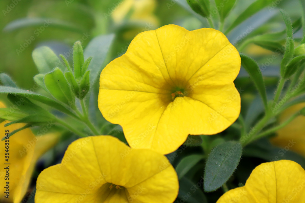 Fototapeta premium Outsidepride Yellow Calibrachoa Flower