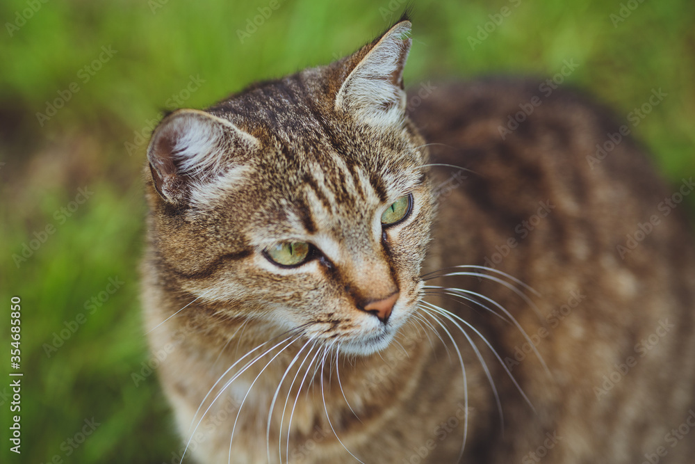 Naklejka premium Cute beautiful cat on the green grass.