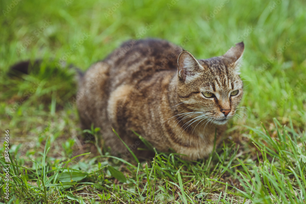 Cute beautiful cat on the green grass.