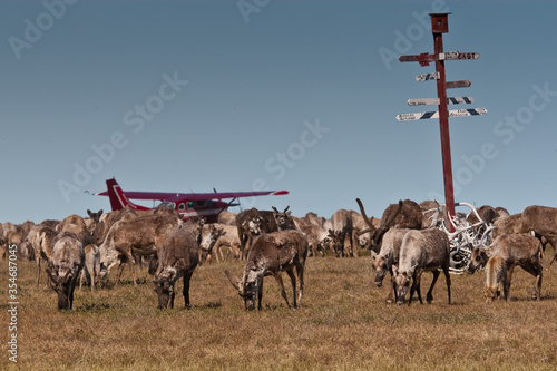 Central Arctic Caribou Herd
