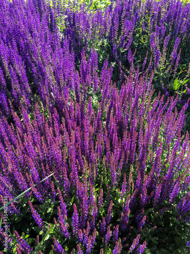 many purple blooming sage flowers on the street in summer