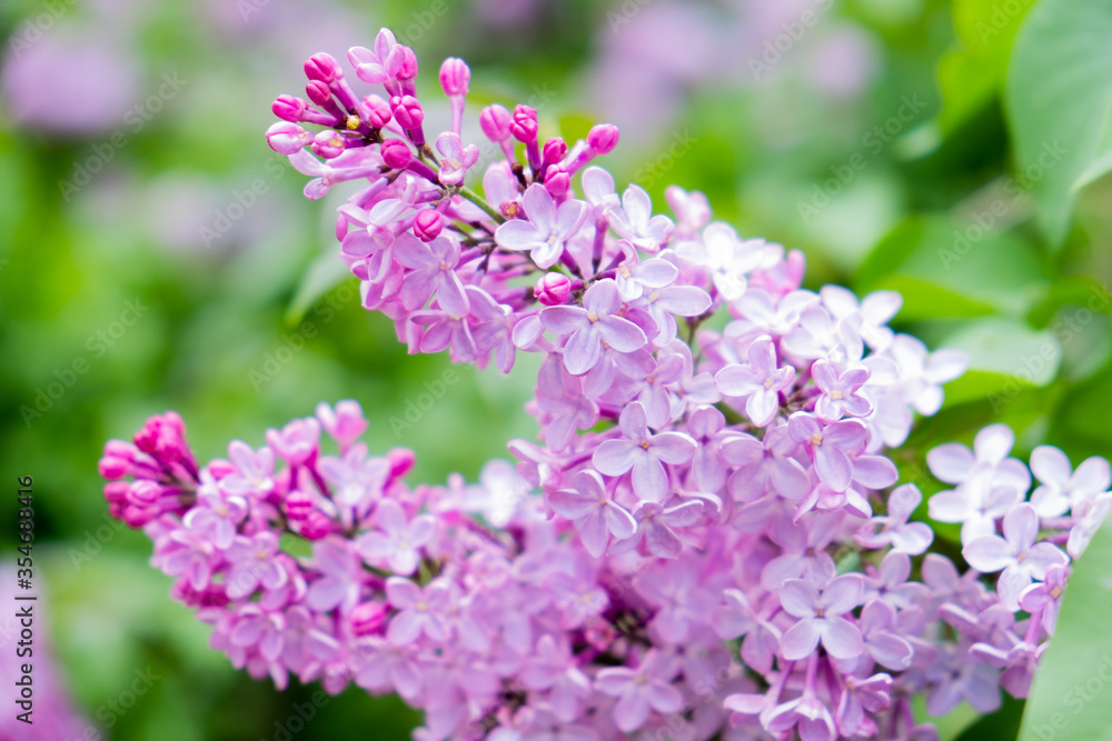 Lilac blooms. Spring lilac flowers. Beautiful bouquet of lilac.