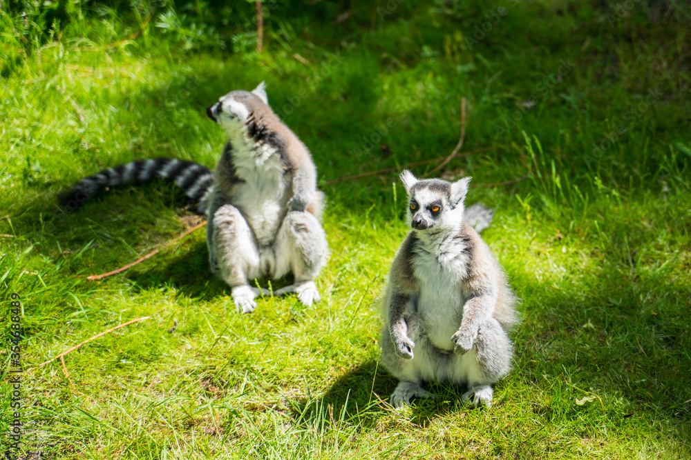One and two white tailed lemur sitting on the green grass 