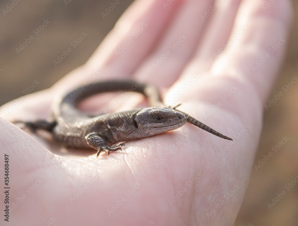 Lizard in the hands of a man close-up. A small reptile is sitting on the hands of a man.
