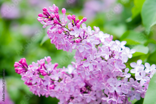 Lilac blooms. Spring lilac flowers. Beautiful bouquet of lilac. © Alexandr Milodan