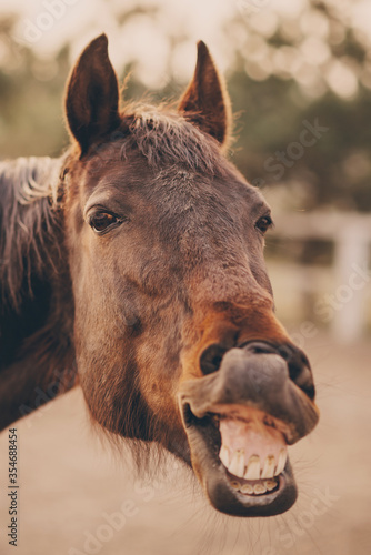 The face of a neighing horse close-up.