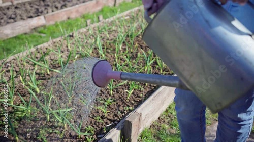 the gardener goes and waters from a watering can seedlings of young onions in the garden bed