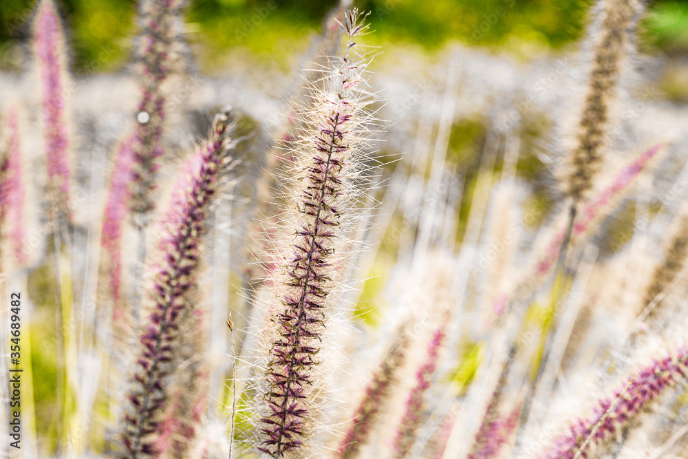 Fototapeta premium Grass