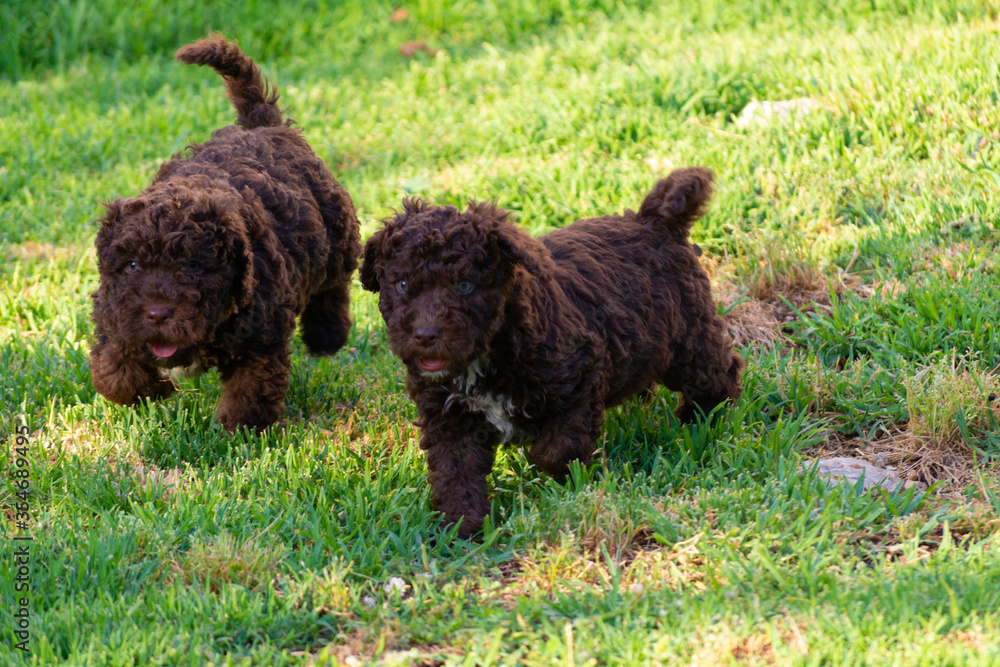 Fototapeta premium Perro de agua español 