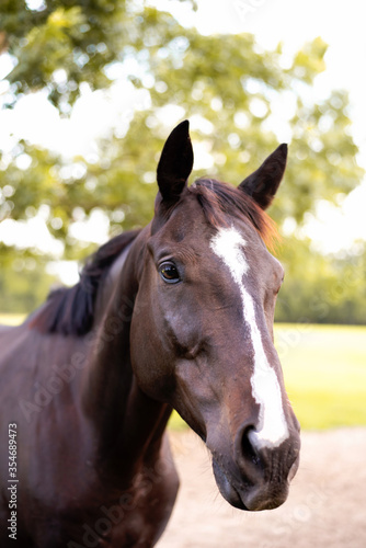 Portrait of a dressage and jumping horse in pasture, brown with white on it's face.  © Tanya