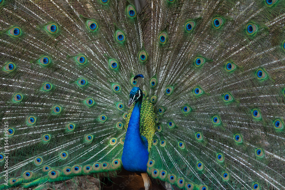 Obraz premium Peacock outlining next to chickens