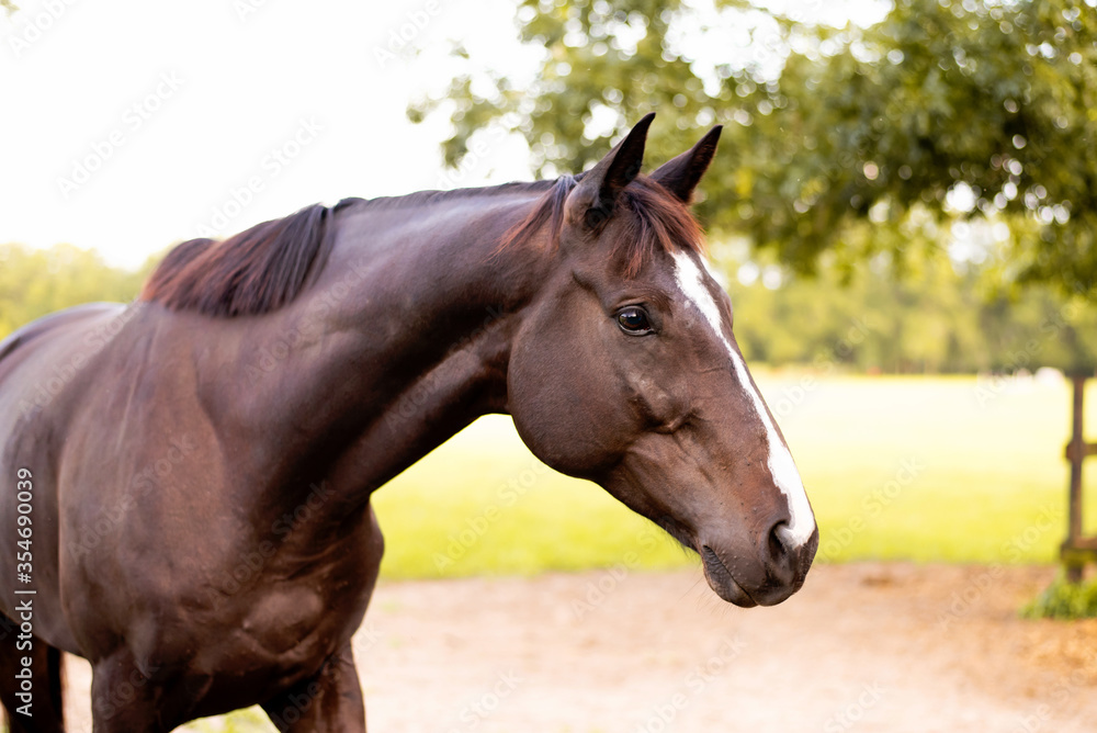 Portrait of a dressage and jumping horse in pasture, brown with white on it's face. 