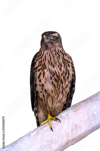 hawk