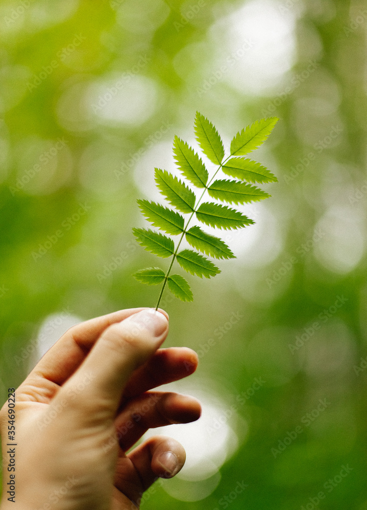 fern in hand on the background of the forest
fern in hand on the background of the forest