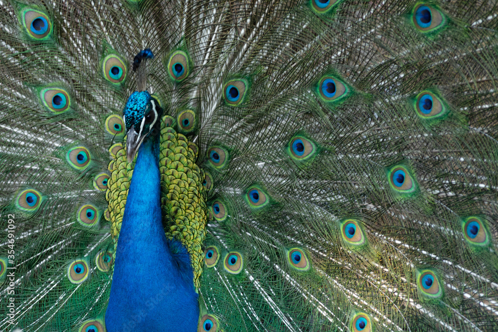 Obraz premium Paw obok kurczaków