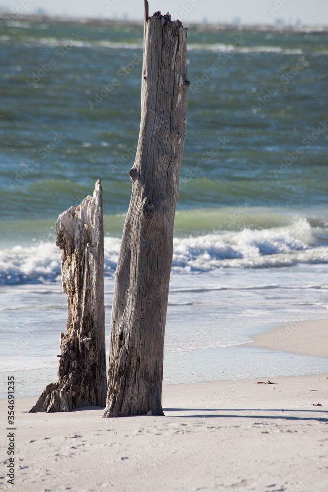 Driftwood on an ocean beach
