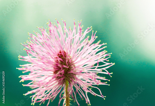 Striking macro flower closeup of Mimosa pudica or Mimosa pigra sensitive plant, also known as Shameplant, Sleepy plant.