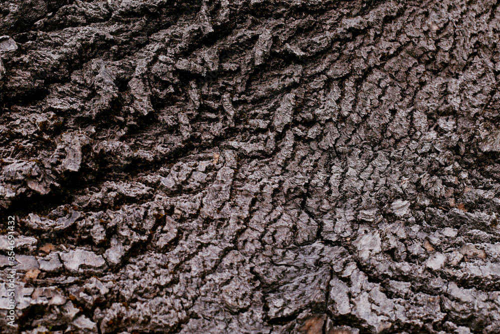Texture of the bark of an old tree. Natural background.