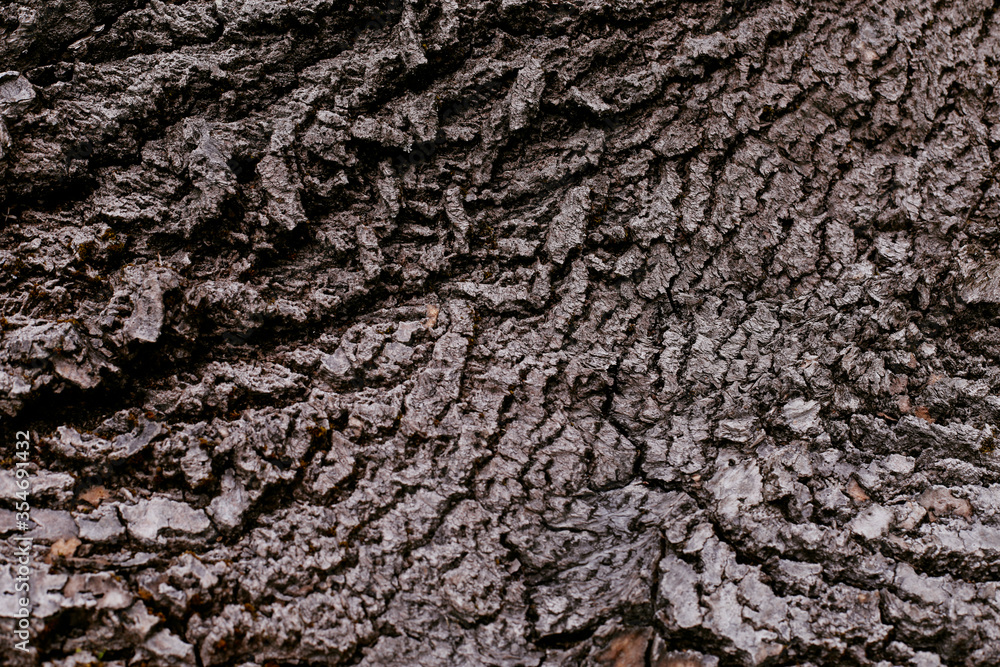 Texture of the bark of an old tree. Natural background. Texture of the bark of an old tree. Natural background.