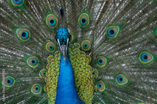 Peacock outlining next to chickens

