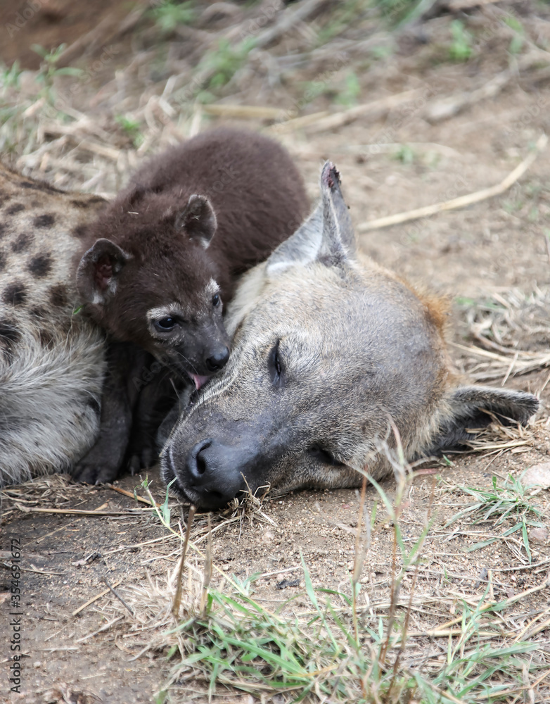 Spotted hyena puppy licks its mother's head. Spotted hyena puppy licks its mother's head.