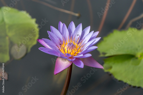 Dambulla - Water Lily