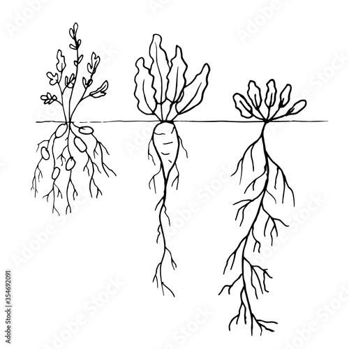 Seedlings of vegetable plants in the ground. A hand drawn gardening elements in the Doodle style. Isolated object on a white background.House decoration.Vector illustration.