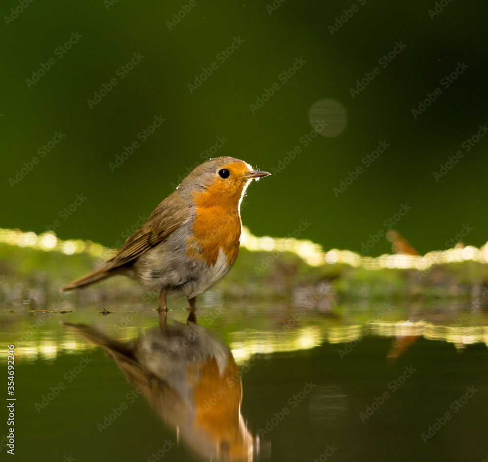 Erithacus rubecula European robin bird beside water Erithacus rubecula European robin bird beside water