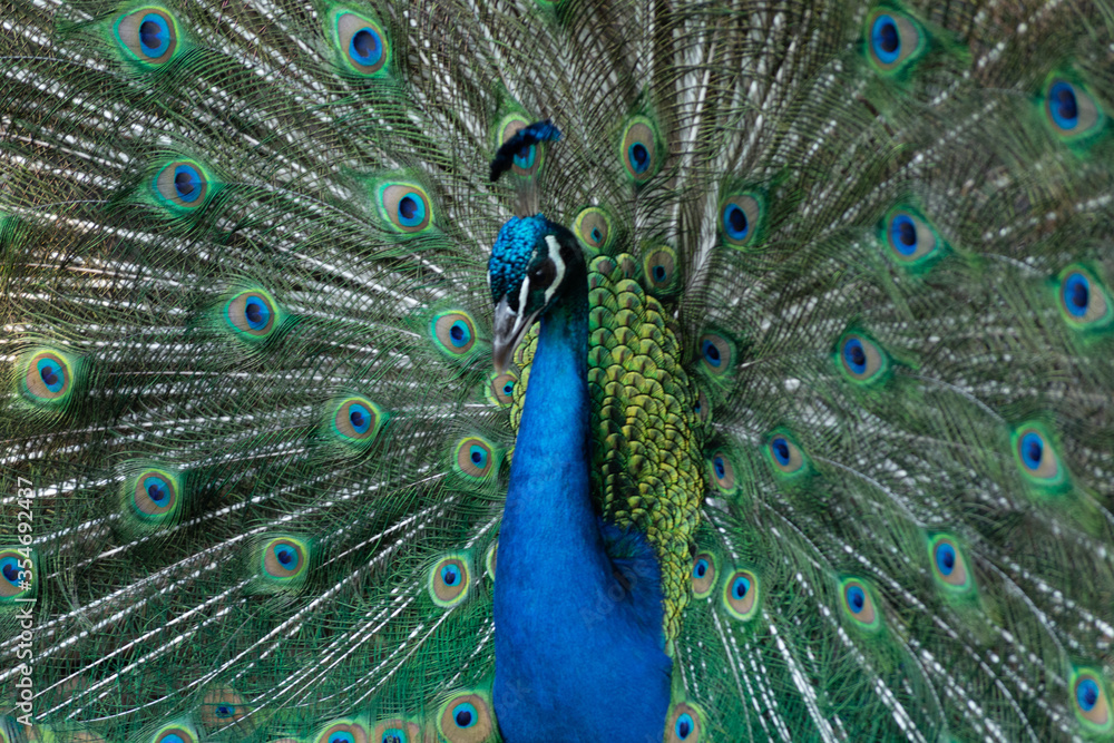 Obraz premium Peacock outlining next to chickens