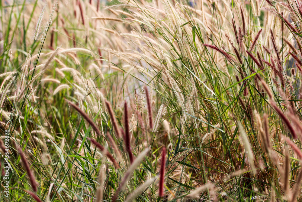 Fototapeta premium Pennisetum or furry fountain grass, beautiful enchanted movement in vibrant light, romantic countryside meadow.