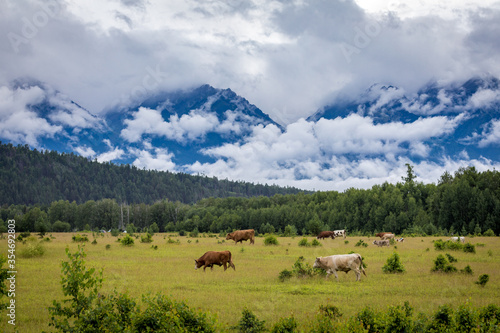 a herd of cows on a background of mountains in the summer in the clouds