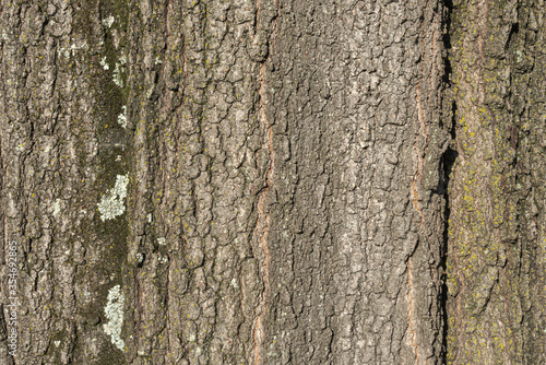 Closeup of tree bark background