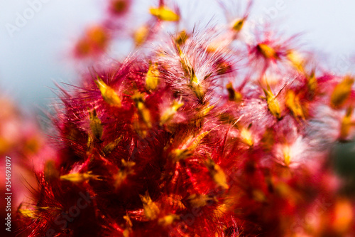 Melinis repens known as Natal Red flower grass, beautiful movement under the wind in vibrant light, countryside meadow.
