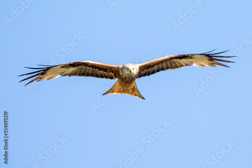 Rotmilan  lat.  Milvus Milvus  engl   red kite  in Deutschland  Hessen 