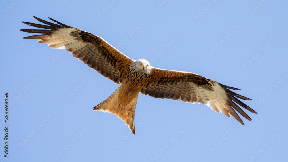 Fototapeta premium Rotmilan (lat.: Milvus Milvus, engl:: red kite) in Deutschland (Hessen)