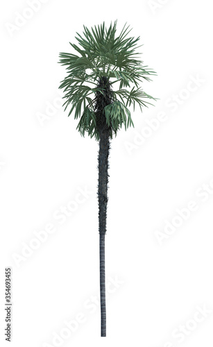 Nature object palm tree isolated  white background © nuttapol