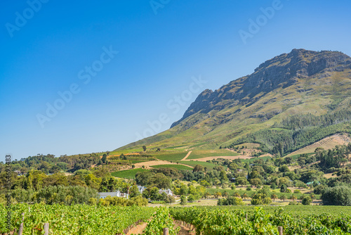 Grape Vineyard landscape with beautiful Mountain Background in Stellenbosch