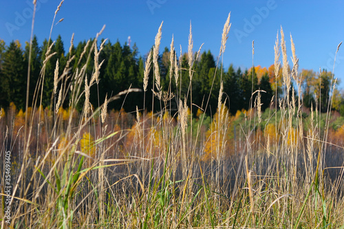 Fototapeta Naklejka Na Ścianę i Meble -  Grass in the autumn