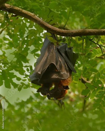 indian flying fox bat in a perch