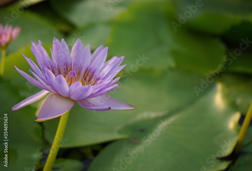 pink lotus flower