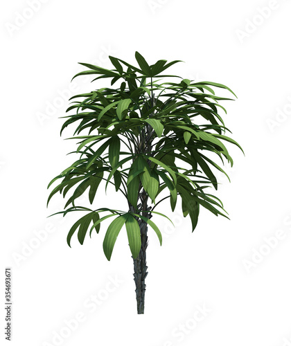 Nature object bush  tree isolated  white background