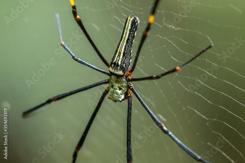  Nephila pilipes Spider