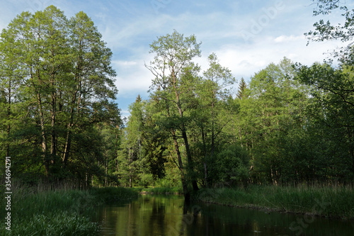 Czarna Hancza is the largest river of the Suwalki Region in Augustow Primeval Forest in Poland